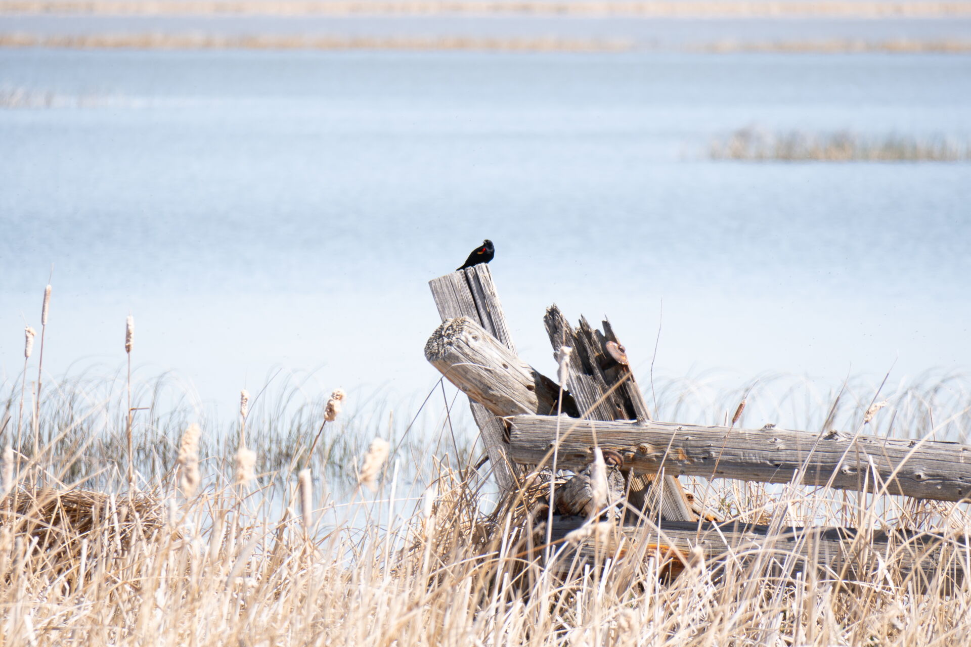 NABU - Wasservogelreservat